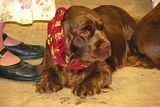 IMG_7168.jpg Sussex Spaniel wearing the latest fashion. image by Shut-R-Bug