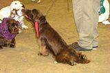 IMG_7169.jpg More Sussex Spaniels, and a Clumber Spaniel in the background image by Shut-R-Bug