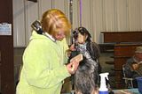 IMG_7172.jpg I predict this woman will need a chiropractor when she gets older. [English Cocker Spaniel] image by Shut-R-Bug