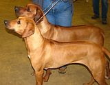 IMG_7178.jpg A pair of Rhodesian Ridgebacks. image by Shut-R-Bug
