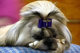 IMG_7242.jpg Sleepy. From this angle I can\'t tell if this is a Shih Tzu or a Llasa Apso. I\'m leaning toward the Shih Tzu. image by Shut-R-Bug