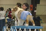 IMG_7261.jpg Aussie waiting for a turn in the ring. image by Shut-R-Bug
