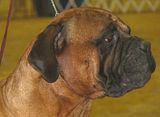 IMG_7281.jpg Bull Mastiff image by Shut-R-Bug
