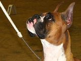 IMG_7288.jpg Lovely Boxer lady. image by Shut-R-Bug