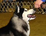 IMG_7291.jpg Siberian Husky image by Shut-R-Bug
