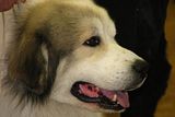 IMG_7293.jpg Great Pyrenees head study. image by Shut-R-Bug