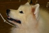 IMG_7308.jpg Samoyed smile. image by Shut-R-Bug
