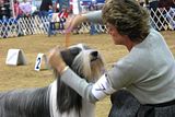 IMG_7320.jpg Bearded Collie image by Shut-R-Bug