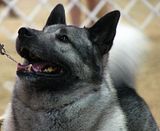 IMG_7392.jpg Norwegian elkhound image by Shut-R-Bug