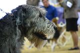 IMG_7403.jpg Irish Wolfhound head study. Note the Beagle in the background. That is what makes this a favortie of mine, inspite of the blow-out on the left side, due to the open doors. image by Shut-R-Bug