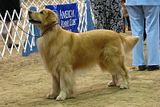 IMG_7450.jpg Golden Retriever image by Shut-R-Bug