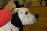 IMG_7453.jpg English Pointer image by Shut-R-Bug