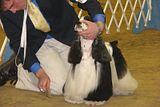 IMG_7465.jpg There\'s always a lot of grooming on these coated breeds. image by Shut-R-Bug