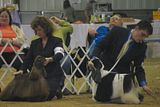 IMG_7471.jpg Remember I said dog shows were tiring? Catch the guy in the back on the right. image by Shut-R-Bug