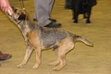 IMG_7497.jpg But this Border Terrier would rather play. image by Shut-R-Bug