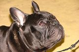IMG_7499.jpg French Bulldog image by Shut-R-Bug