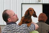 IMG_7530.jpg Riding High. [Long-haired Dachshund] image by Shut-R-Bug