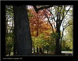 DSC01046shrpFX.jpg image by Shut-R-Bug
