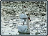 DSC01143focusFX.jpg By the time we found our way to where the swans were....the sun had set. image by Shut-R-Bug
