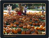 DSC00890hmsfocusFX3.jpg Pumpkins far as the eye can see. image by Shut-R-Bug