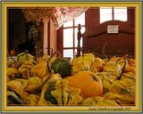 DSC00918crphmsfocusFX3.jpg A 'bed' of gourds. image by Shut-R-Bug