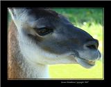 DSC00960hmsfocusFX3.jpg One of the llamas at the farm. image by Shut-R-Bug