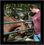 DSC00964crpfocushmsFX3.jpg This old mare loves attention. image by Shut-R-Bug
