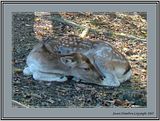 DSC00976crpsathmsfocusFX3.jpg Bambi. image by Shut-R-Bug