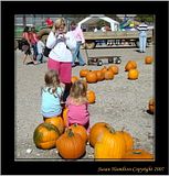 DSC01012crpfocusFX3.jpg Pumpkin fests are obviously favorite spots for parents to get pics of their kids. image by Shut-R-Bug