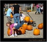 DSC01018crpfocusFX3.jpg Loading up pumpkins to decorate for Halloween. image by Shut-R-Bug
