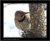DSC04461crp23f.jpg image by Shut-R-Bug
