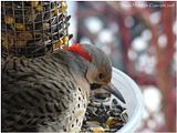 DSC04493f.jpg image by Shut-R-Bug