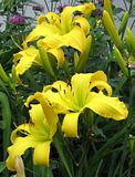 BananaPopsicle5-S3.jpg Daylily: Bachman seedling we call \"Banana Popsicle\"-Canon S3 image by Shut-R-Bug