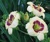 CusCan2-S3-LZ.jpg Daylily: Custard Candy-Canon S3 image by Shut-R-Bug