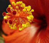 DSC00957EX.jpg Hibicus-close up and personal-Sony H5 image by Shut-R-Bug