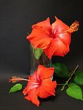 DSC01050.jpg The last of the beautiful Hibiscus-SonyH5 [available light/table tripod/timer] image by Shut-R-Bug