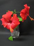 IMG_1091.jpg The last two blooms from the Hibiscus tree-2006- taken with the Canon S3/tabletop tripod/available light/timer image by Shut-R-Bug