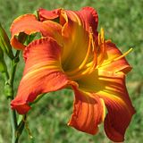 MickyFritz-S3.jpg Daylily: Bachman seedling-garden name \"MickyFritz\"-Canon S3 image by Shut-R-Bug