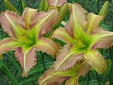 OpenWide4-S3-LZ.jpg Daylily: Bachman Seedling-garden name \"Open Wide\"-Canon S3 image by Shut-R-Bug