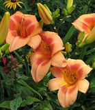 RealWind-S3-LZ.jpg Daylily: Real Wind-an old timer that still has no equal-Canon S3/ image by Shut-R-Bug