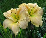 SoftAndPrettyduo-FX-S3-LZ.jpg Daylily: Soft And Pretty-one of our favorite breeders-Canon S3. image by Shut-R-Bug