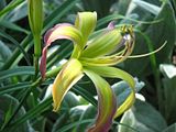StringBikini5-CanonLndScpZm.jpg Daylily: String Bikini-Canon S3. image by Shut-R-Bug
