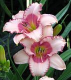 StrwbryFF3-S3-LZ.jpg Daylily: Strawberry Fields Forever-Canon S3. image by Shut-R-Bug