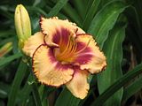 UNO3-S3-LZ.jpg Daylily: \"UNO\"-one of our first home-bred seedlings-Canon S3. image by Shut-R-Bug