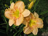 WOW-ELPH-AMac.jpg Daylily: Wisest Of Wizards [aka \"WOW\"] Canon ELPH SD450 image by Shut-R-Bug
