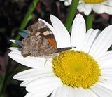 CommonSnoutButterfly-S3-LZ.jpg Common Snout Butterfly image by Shut-R-Bug