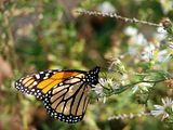 DSC01158.jpg Monarch-Oct. 30, 2006-Sony H5 image by Shut-R-Bug