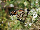 DSC01162.jpg Halloween Monarch-Smith Park-Sony H5 image by Shut-R-Bug