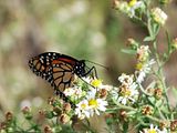 DSC01168.jpg This Monarch stayed around to sport it\'s Halloween colors. Image captured at Smith Park, October 30th, 2006. Sony H5. image by Shut-R-Bug