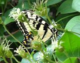 TigerSwallowtail-S3-LZ.jpg image by Shut-R-Bug